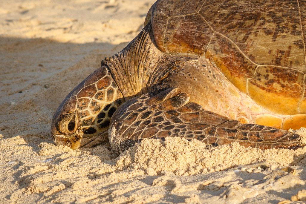Challenges faced by turtle hatchlings
