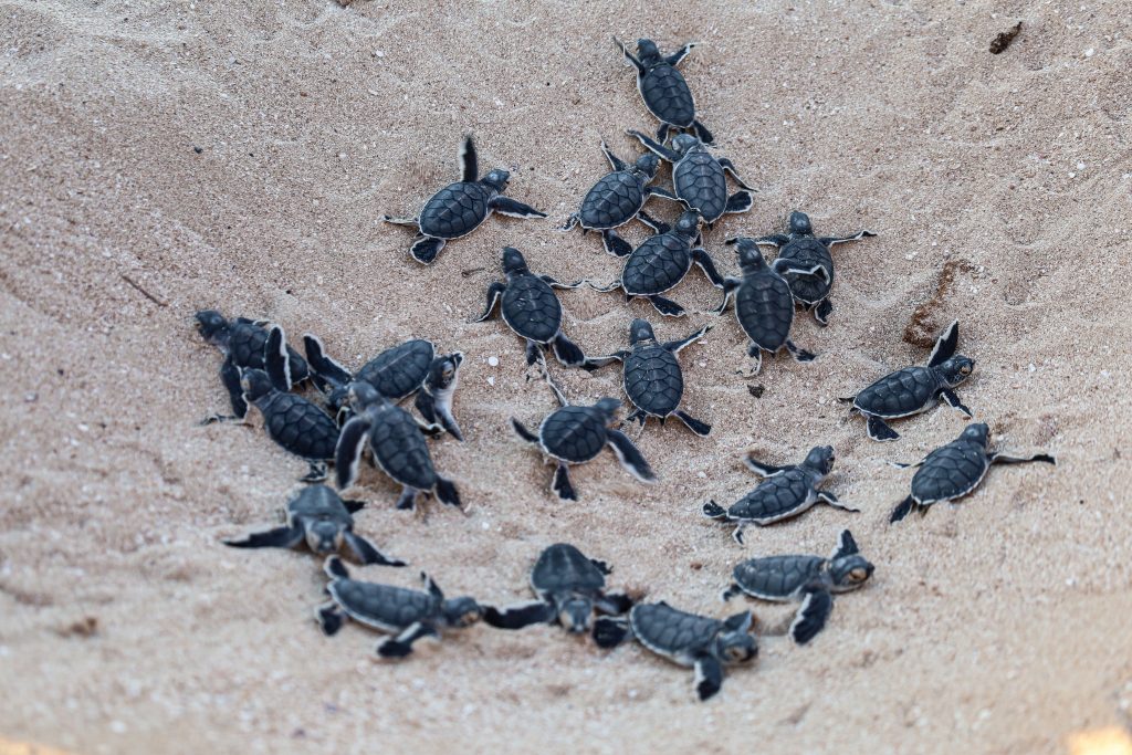 Significance of the Ningaloo Reef & Turtle Hatching Exmouth