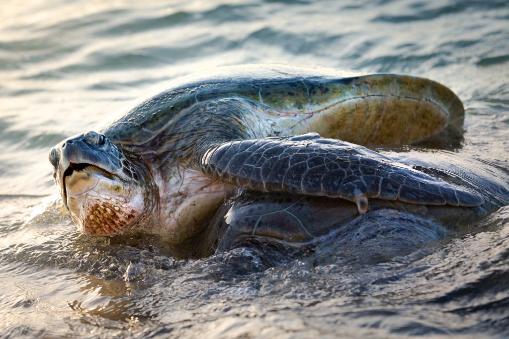  Stages of turtle development