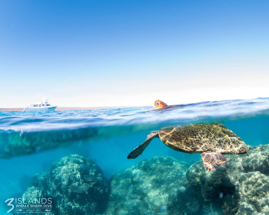 Underwater view of a sea turtle swimming near the ocean's surface.