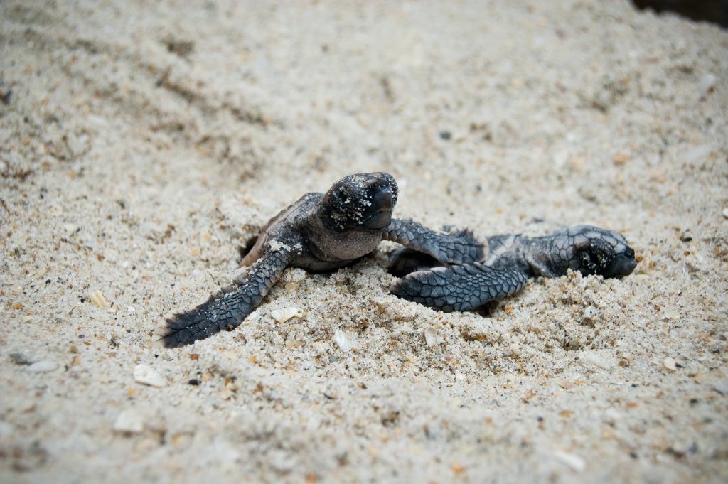 Turtle Watching Code