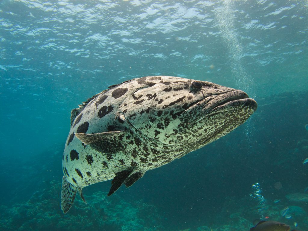 Cod Hole Great Barrier Reef