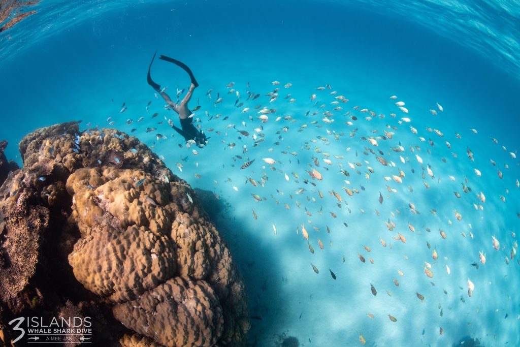 Coral Reefs A Complex Ecosystem