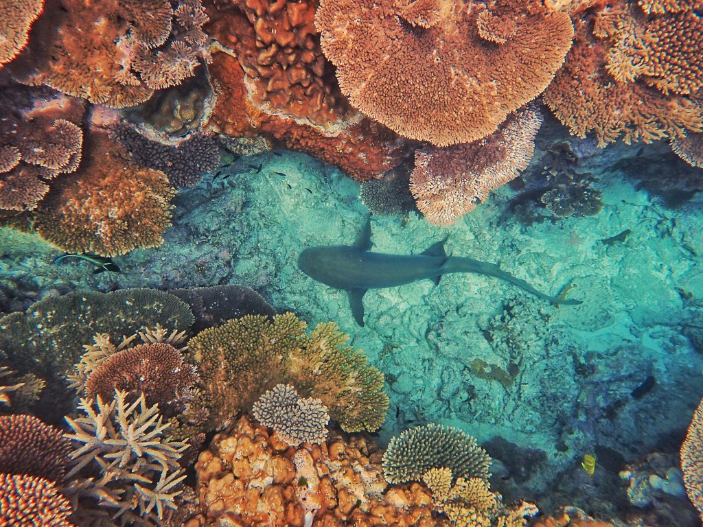 Heron Island Queensland