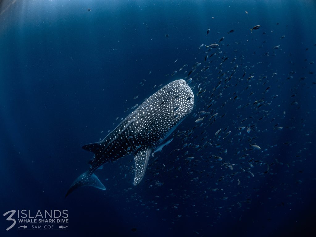 Ningaloo Reef Western Australia