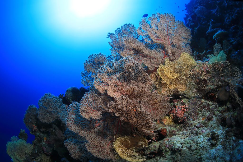 Osprey Reef Coral Sea