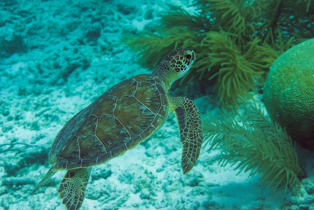 Rowley Shoals Western Australia