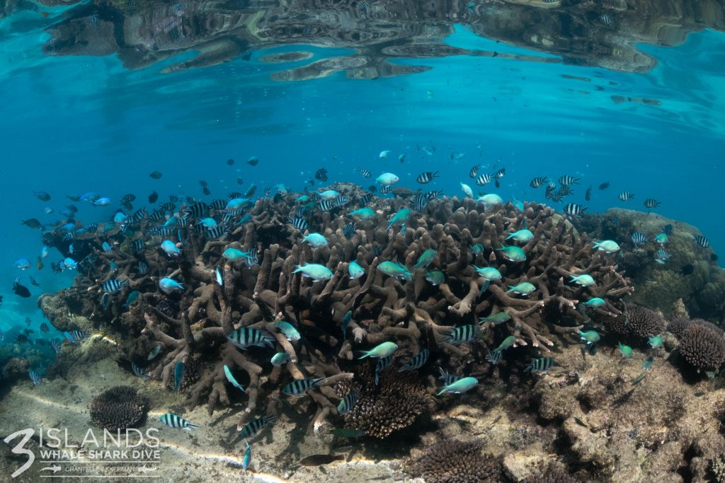 The Importance of Coral Conservation