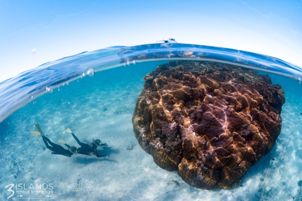 The Role of Stinging Cells in Coral Defense and Feeding