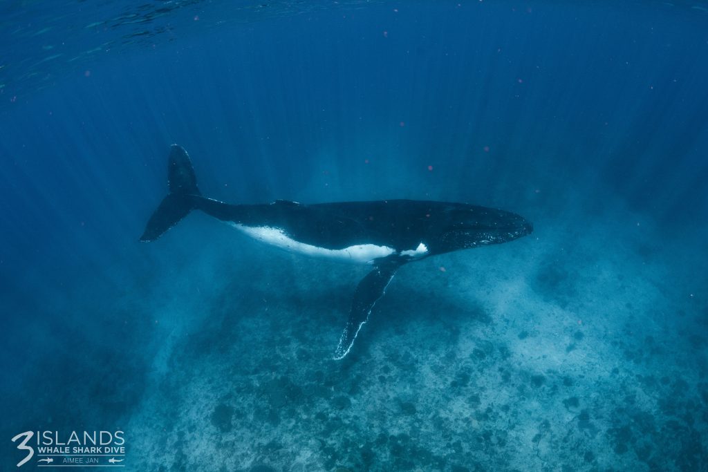 Breeding and birth in Australian waters