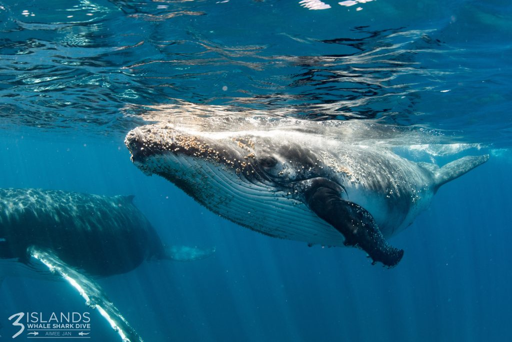 Humpback Whales