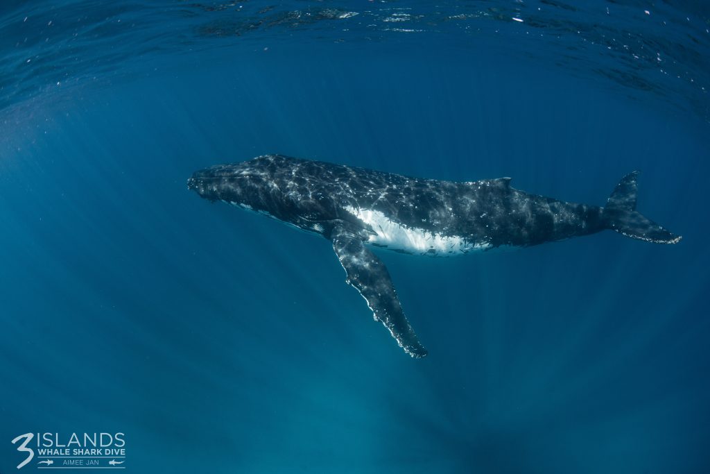 The timing of the humpback migration