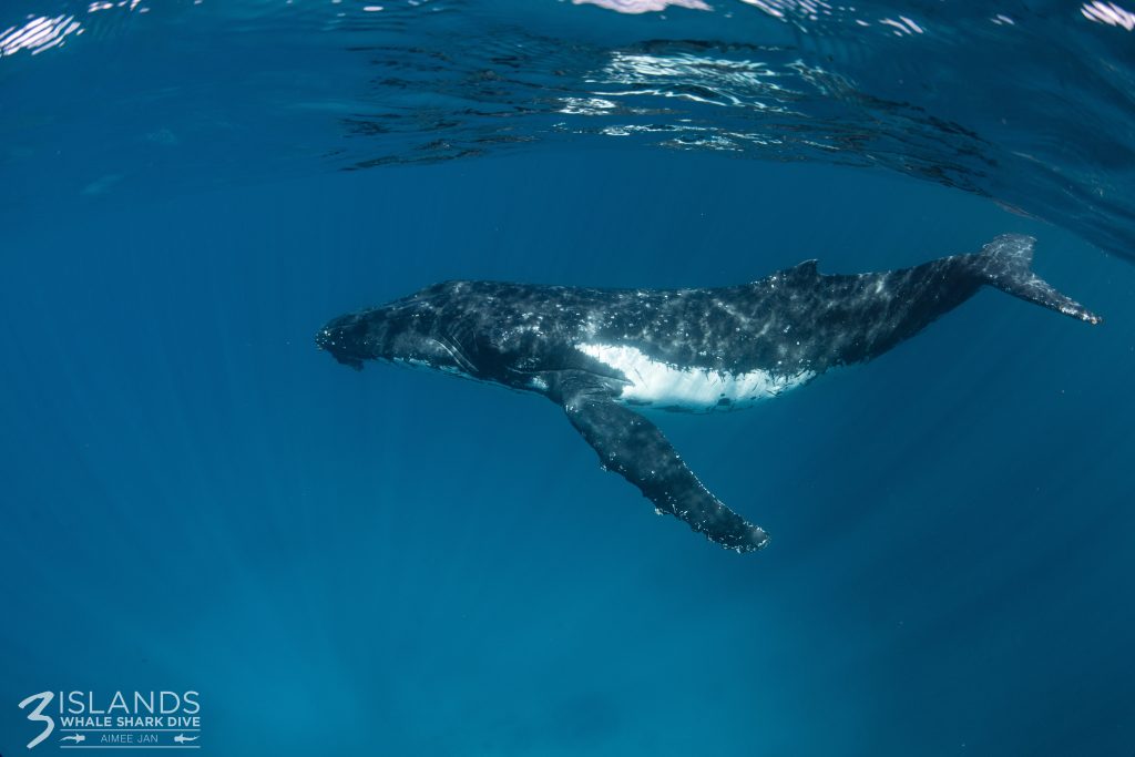 An underwater view of a humpback whale gliding with its pectoral fin extended, showcasing the white underside contrasting with its dark back in the clear blue water.