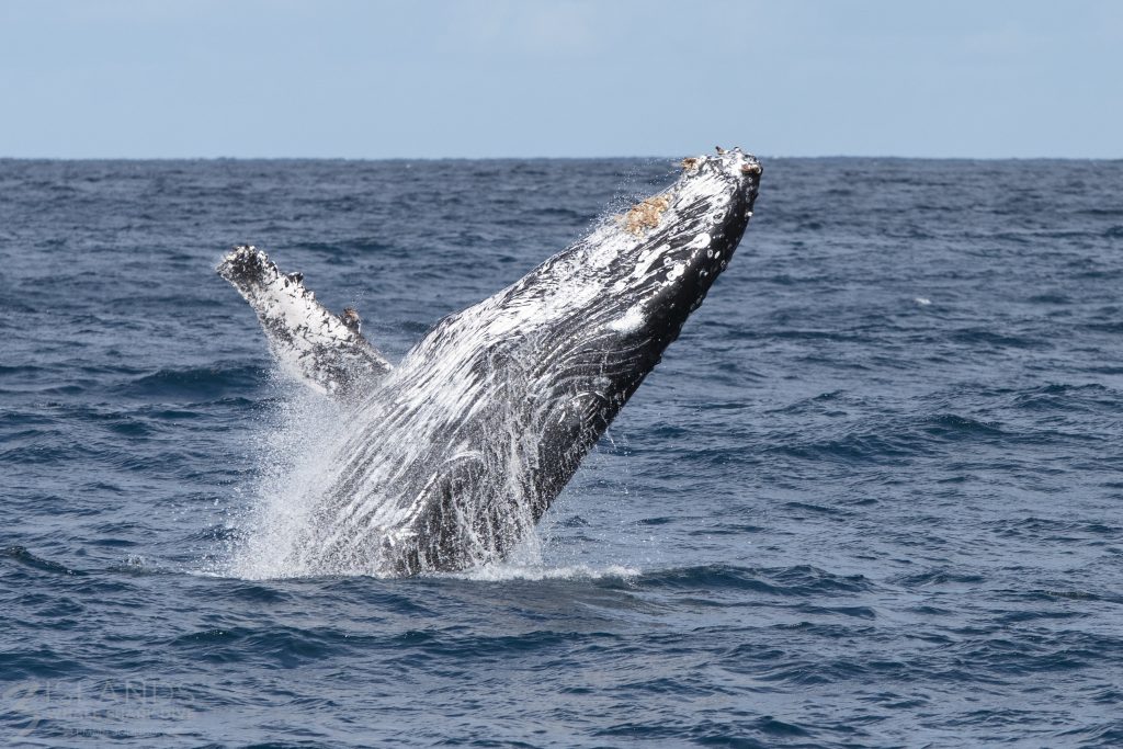A humpback whale breaching with water cascading off its body against the backdrop of a deep blue ocean.