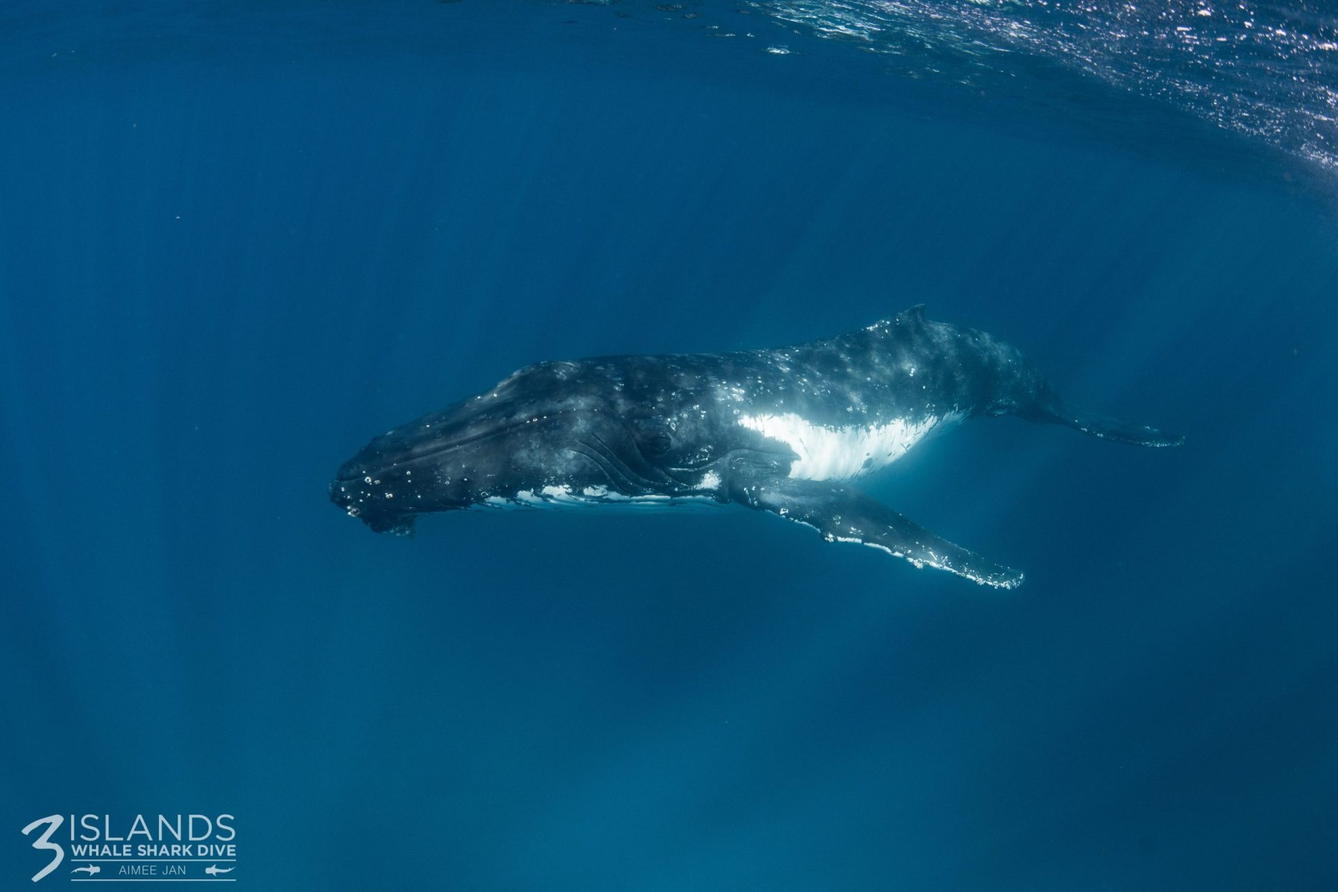 Humpback Whales