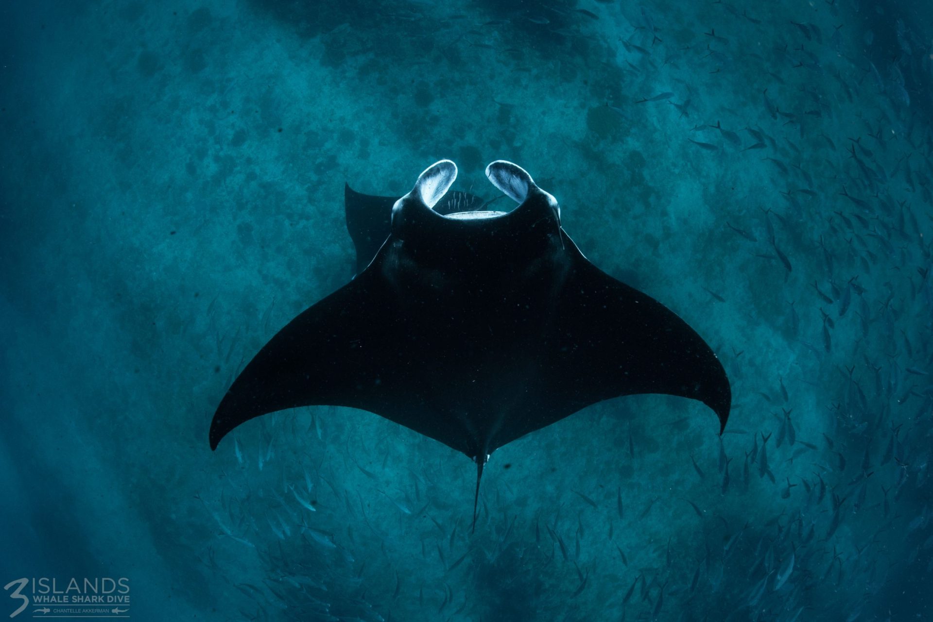 Silhouette of a manta ray swimming above a school of fish in the ocean, with the '3 Islands Whale Shark Dive' watermark.