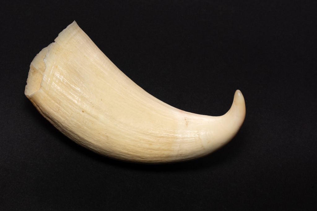 A single ivory tusk on a black background, exhibiting a smooth, curved form with a pointed tip.