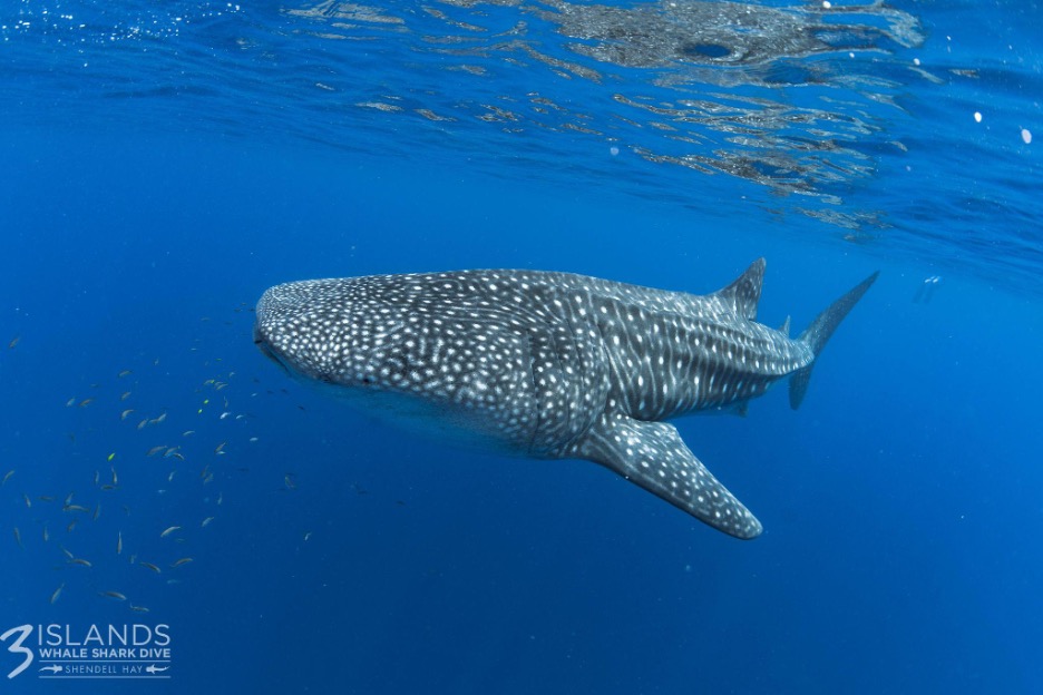Whale shark swimming near the surface