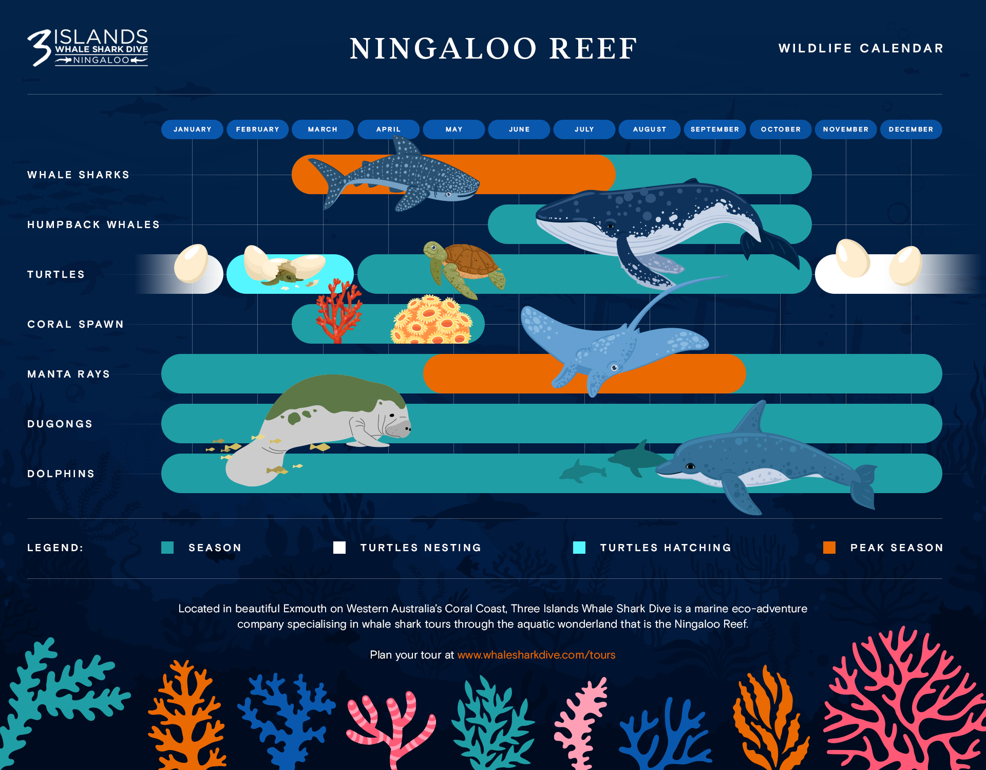 whale shark season calendar