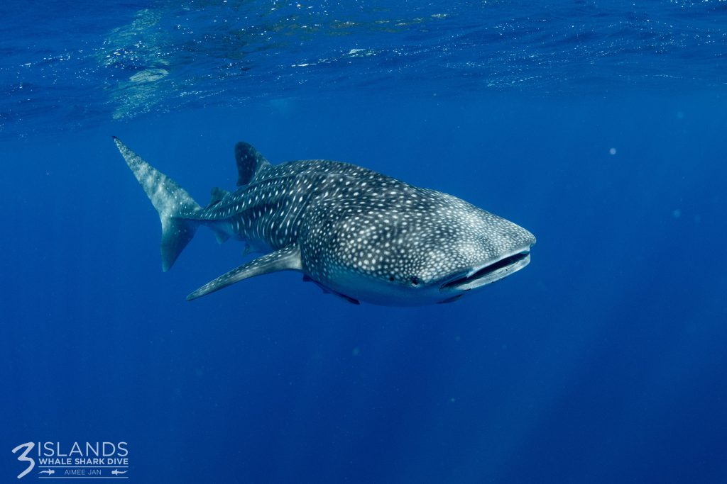 Whale shark swimming underwater