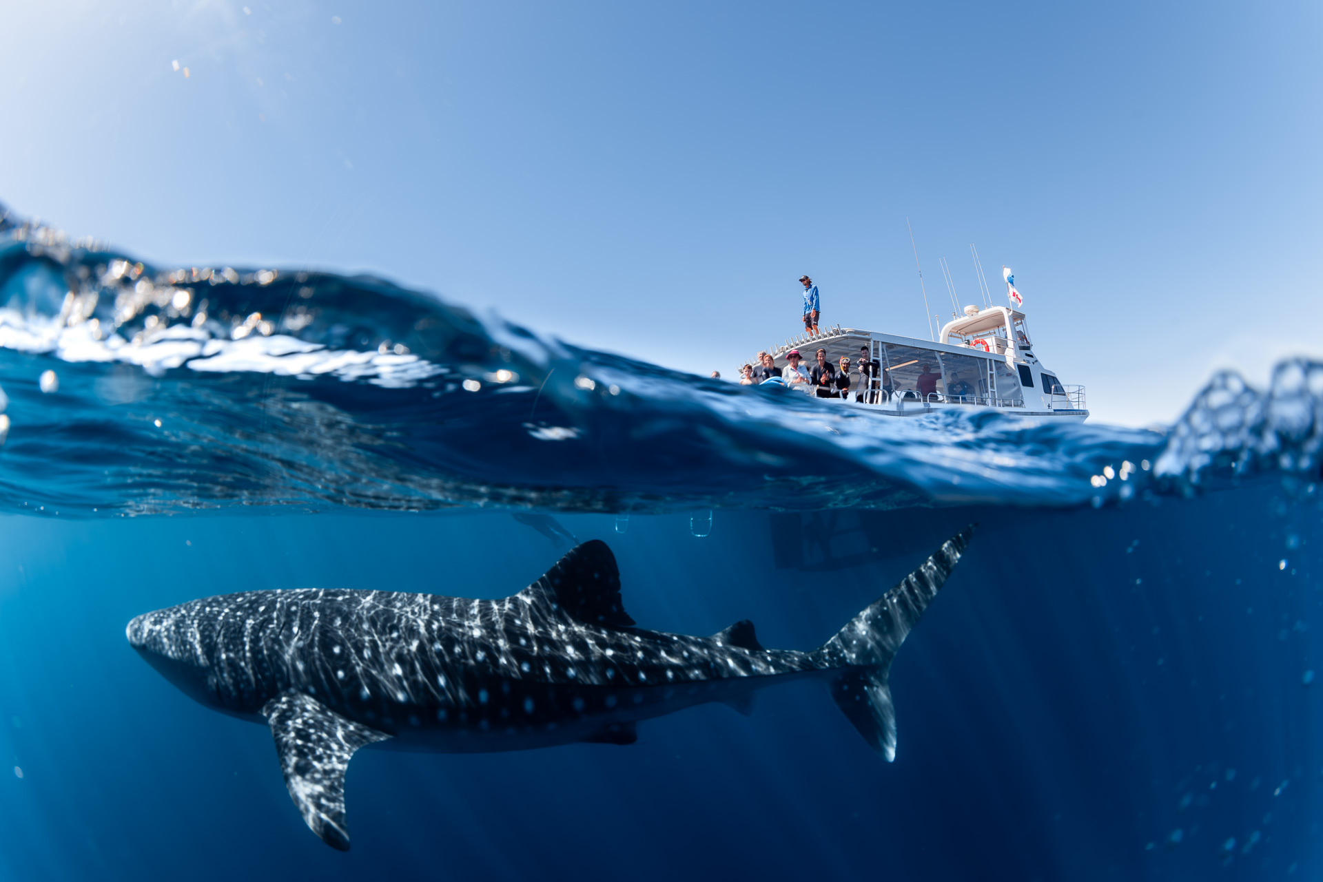 An Unforgettable Experience Swimming with Whale Sharks