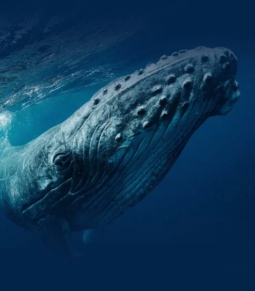 Close-up of a humpback whale while swimming with humpback whales near Exmouth