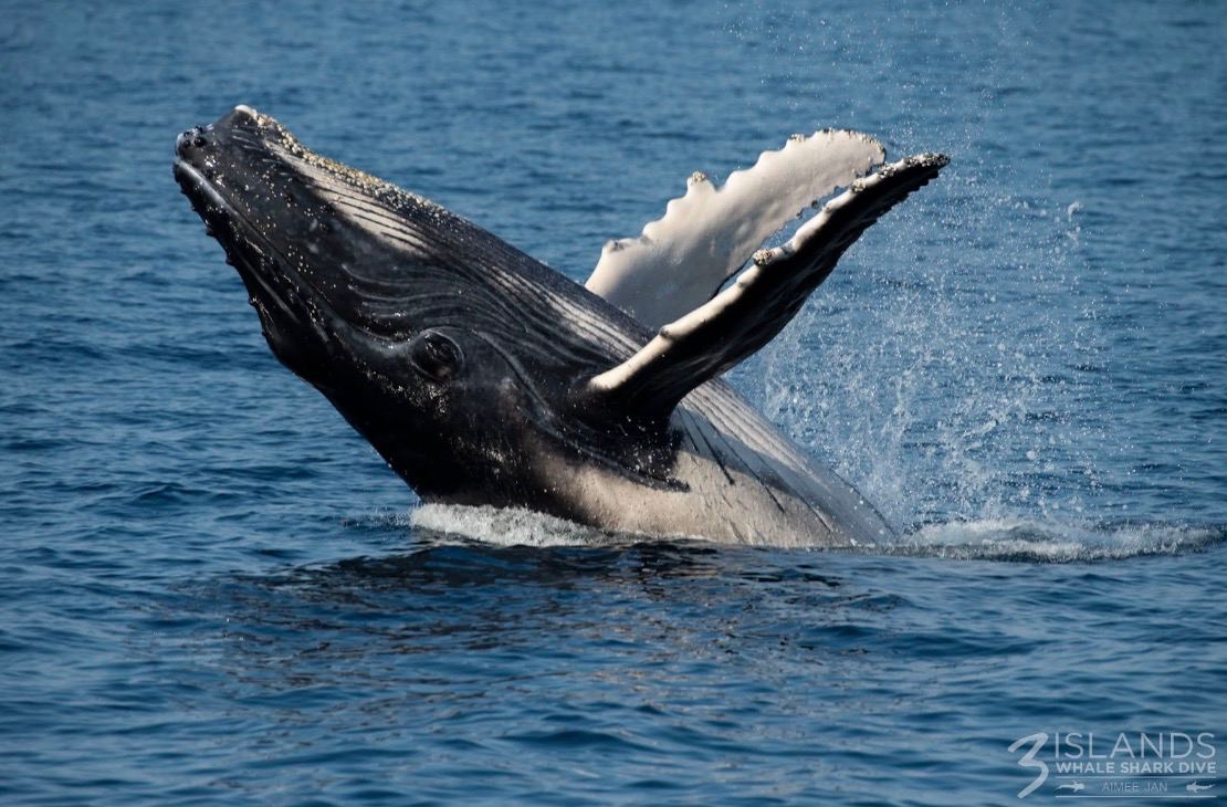 Humpback whale breaching