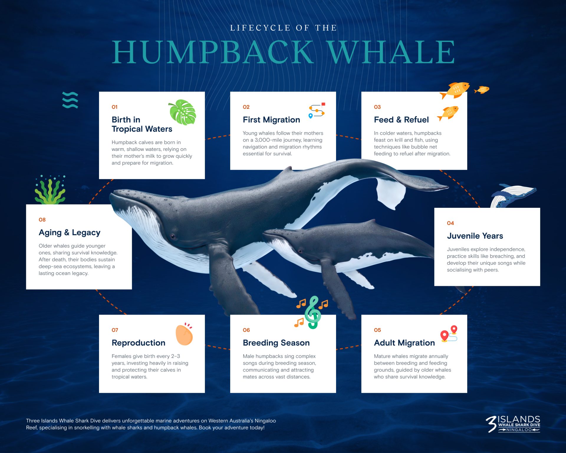 Lifecycle of the Humpback Whale