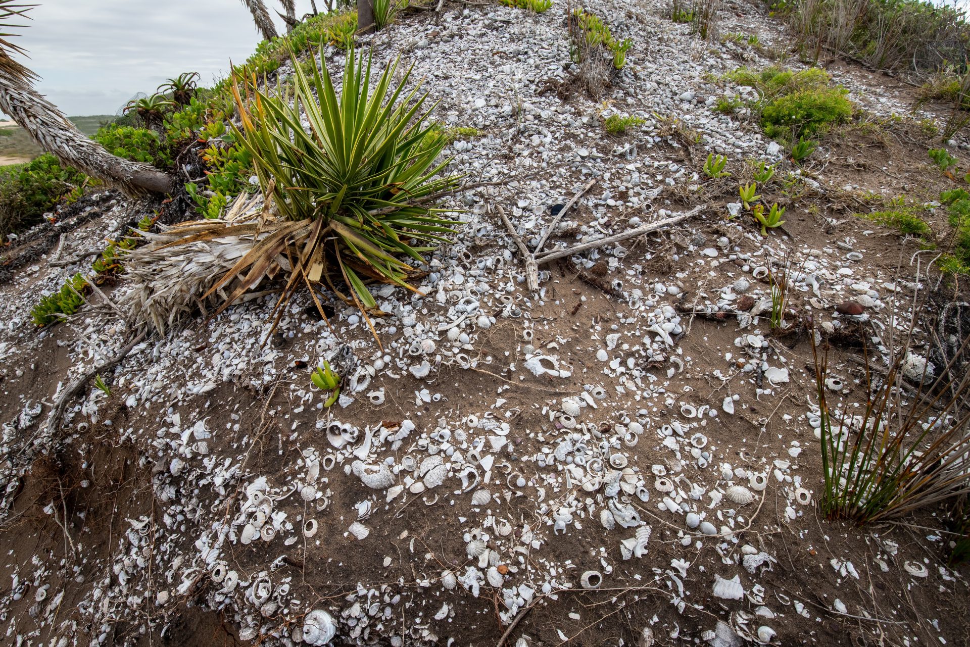 Ancient Shell Midden on Coastal Dune with Native Vegetation Growth Shell midden scattered across a sandy coastal slope with native plants and dry vegetation.