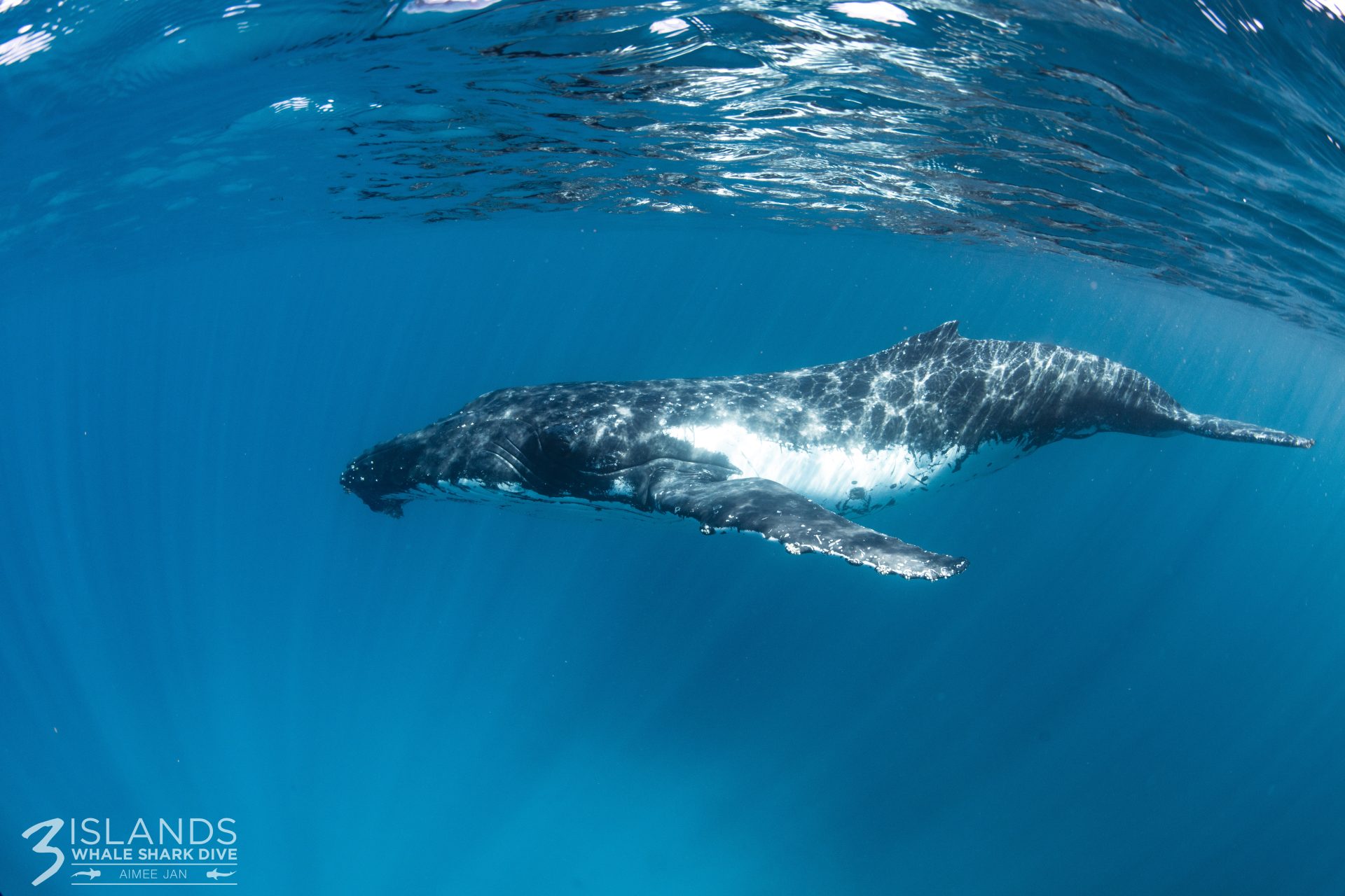 Fun Humpback Whale Facts For Kids