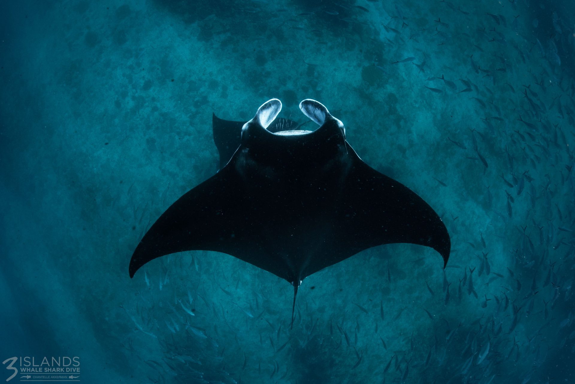 Manta Ray Manta rays