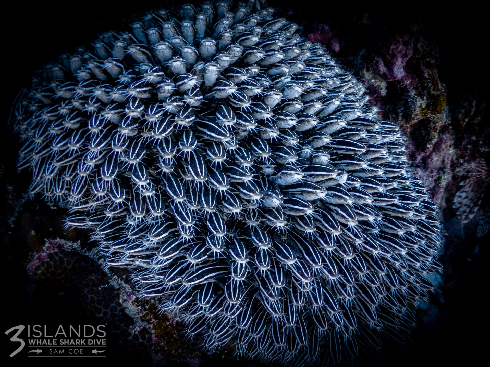 Other marine life Other marine life