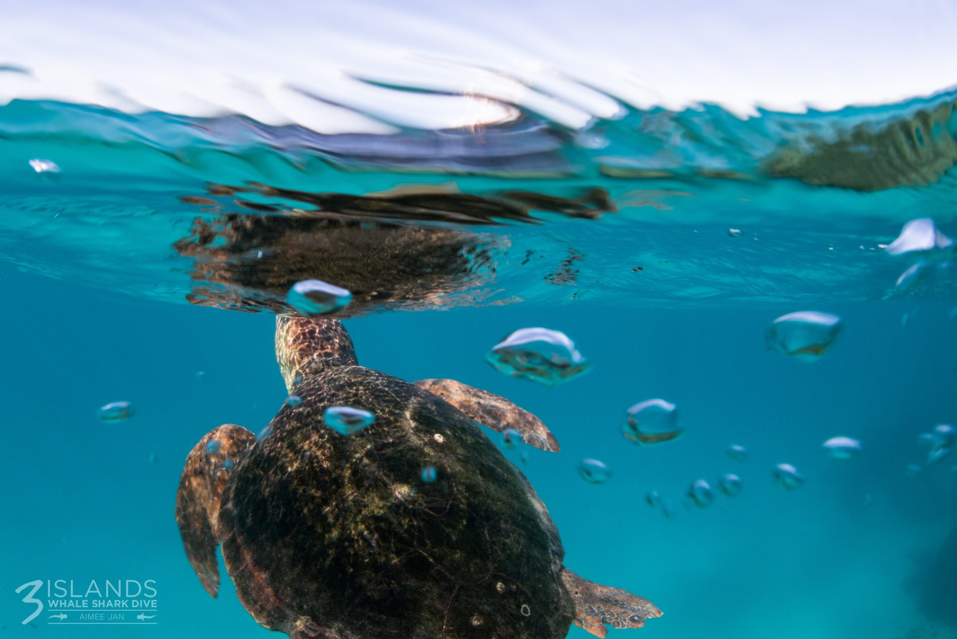 Sea Turtle Swimming in Ningaloo Reef – 3 Islands Whale Shark Dive Sea turtle swimming just below the surface in turquoise waters, surrounded by air bubbles.