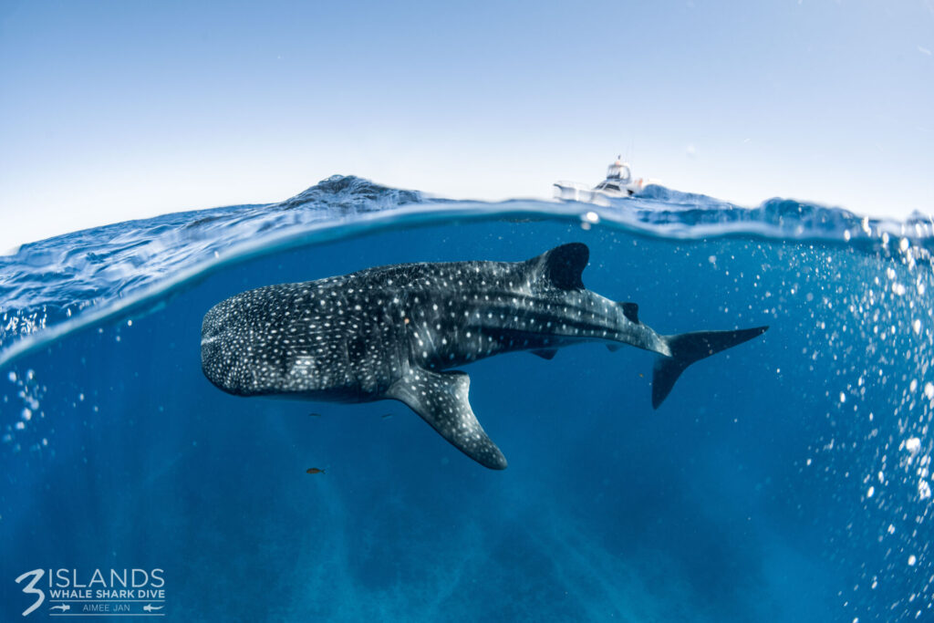 Whale Shark Tours Exmouth – Ultimate Guide in 2025
