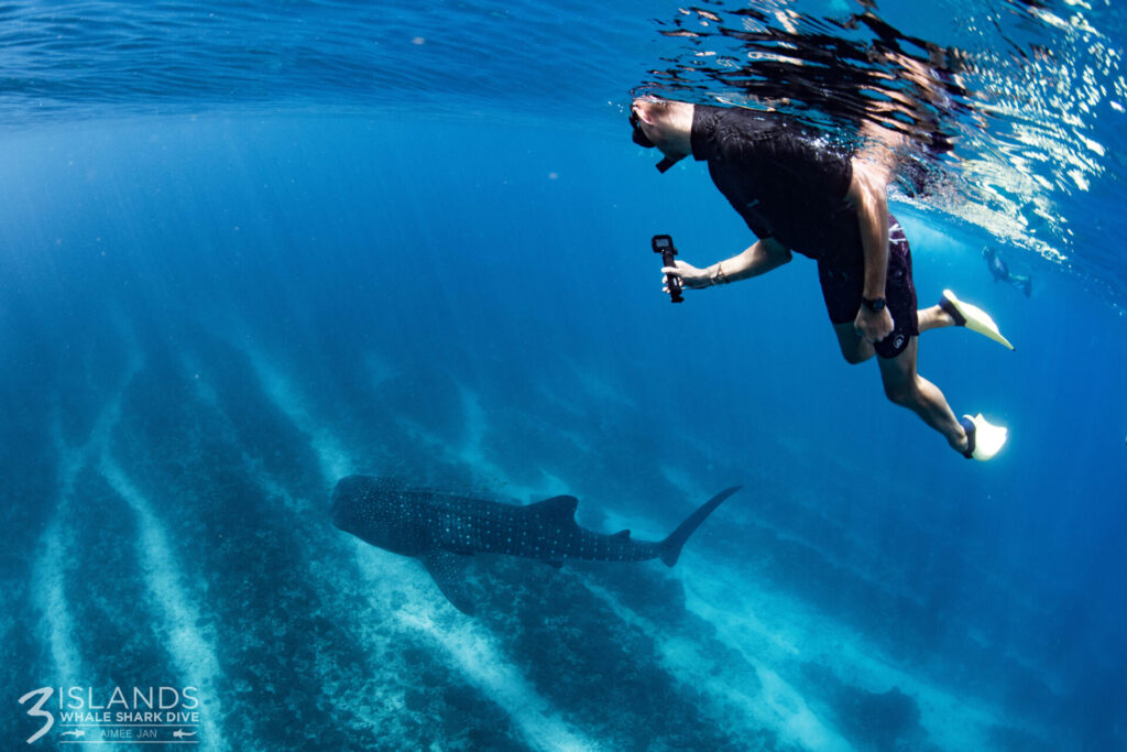 Man snorkelling close to a whale shark, taking a photo with an underwater camera.