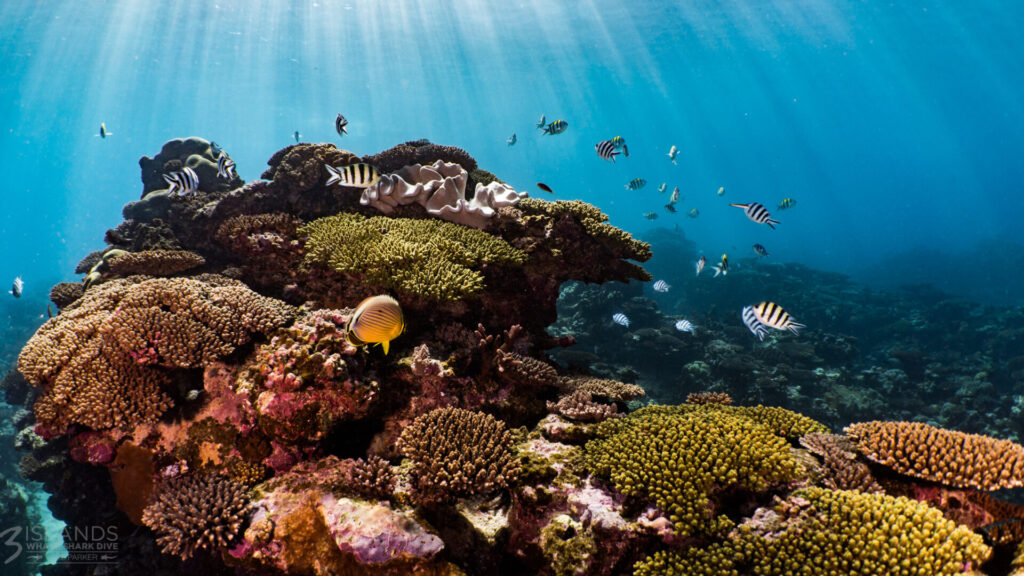 Brightly coloured fish swimming around a coral reef, with sunlight streaming through the water.
