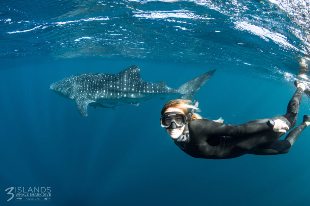 A snorkeller wearing a black wetsuit and mask swims beside a whale shark in clear blue ocean water near the surface.