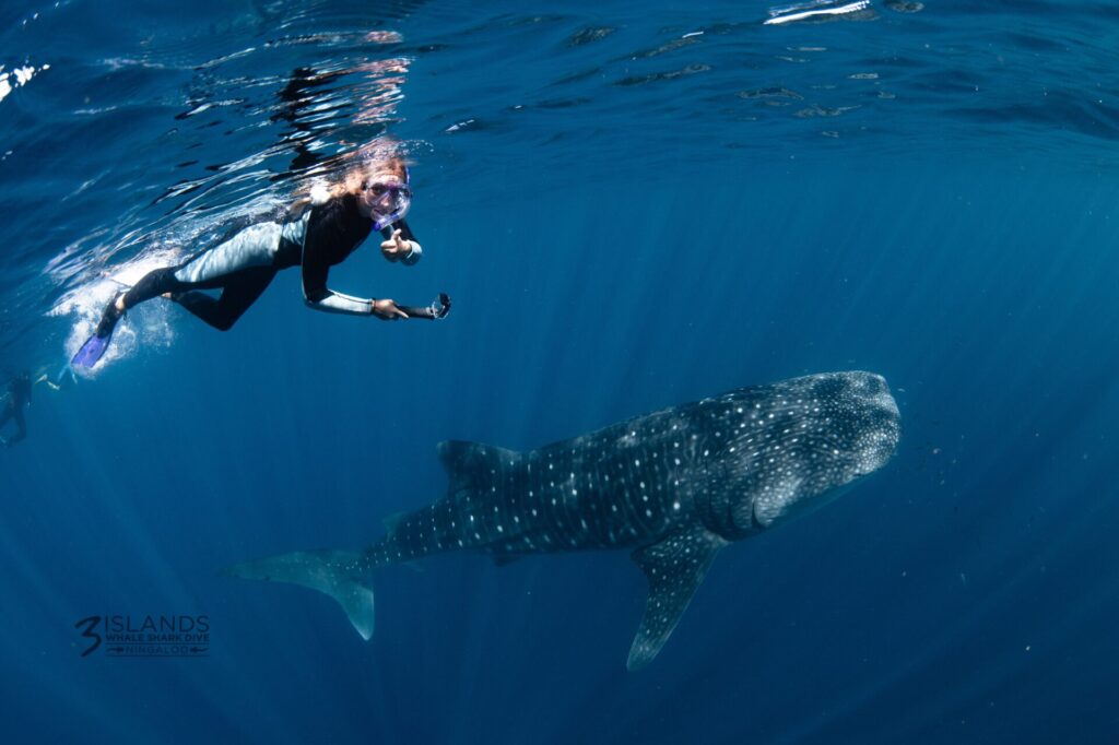 Whale shark swim difficulty