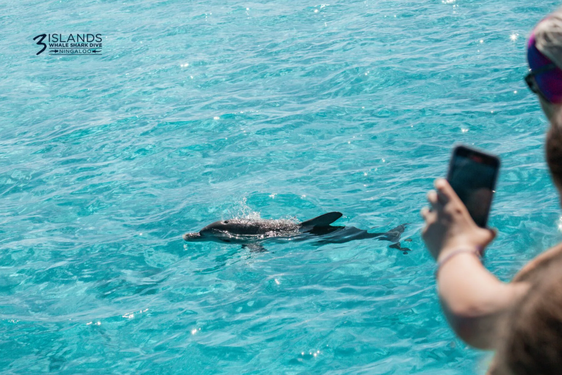 Guest photographing a dolphin during a Ningaloo Reef private charter