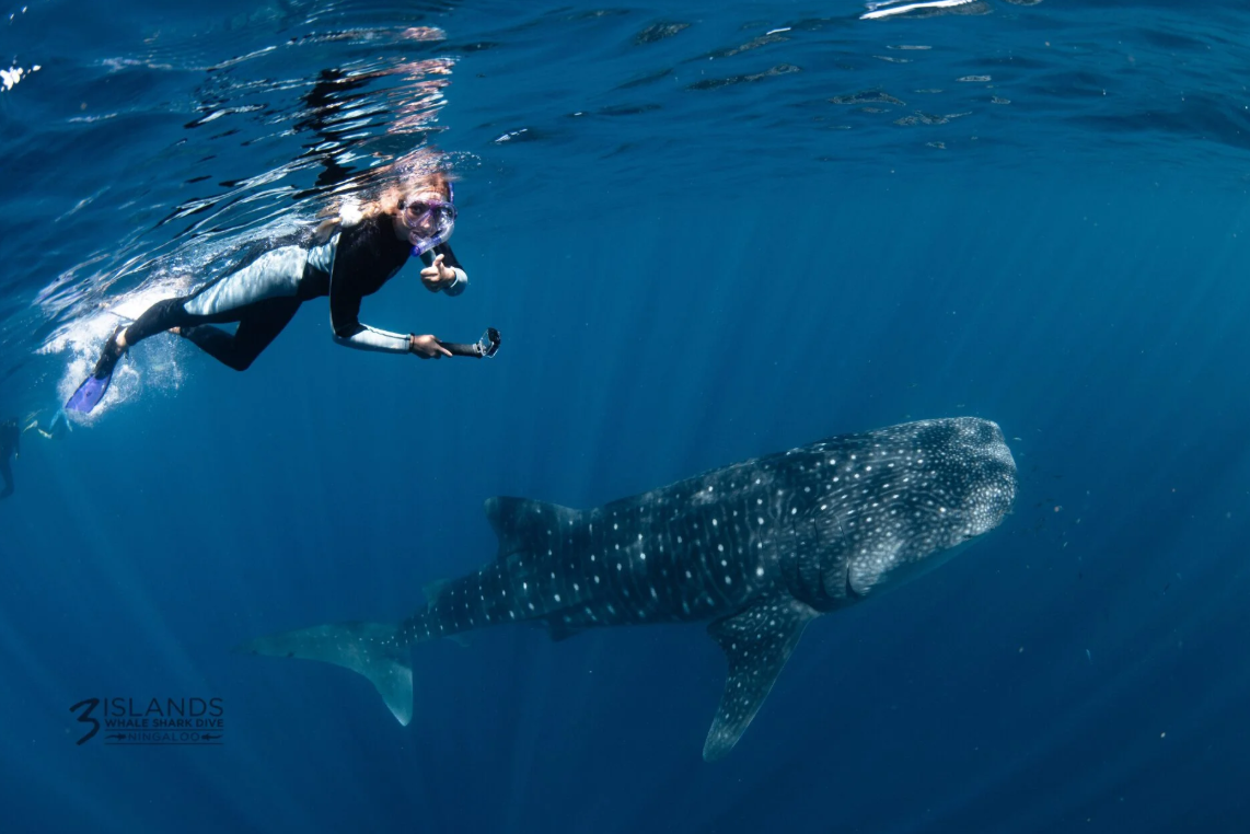 Snorkeller swimming alongside a whale shark on Ningaloo Reef