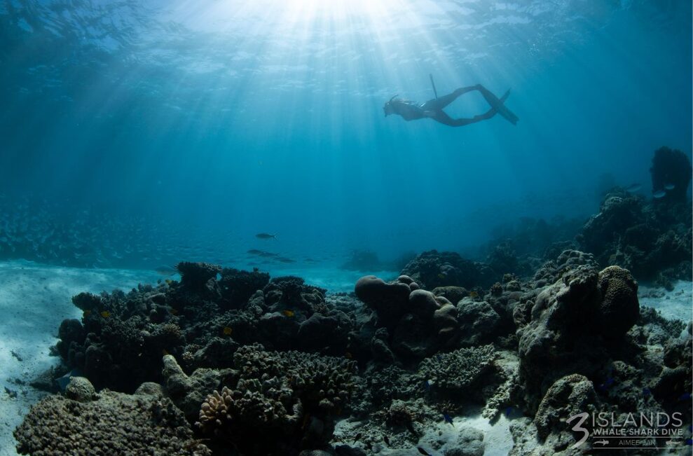 Snorkeller swimming above coral reef at Ningaloo Reef during a whale shark diving tour in clear blue water.