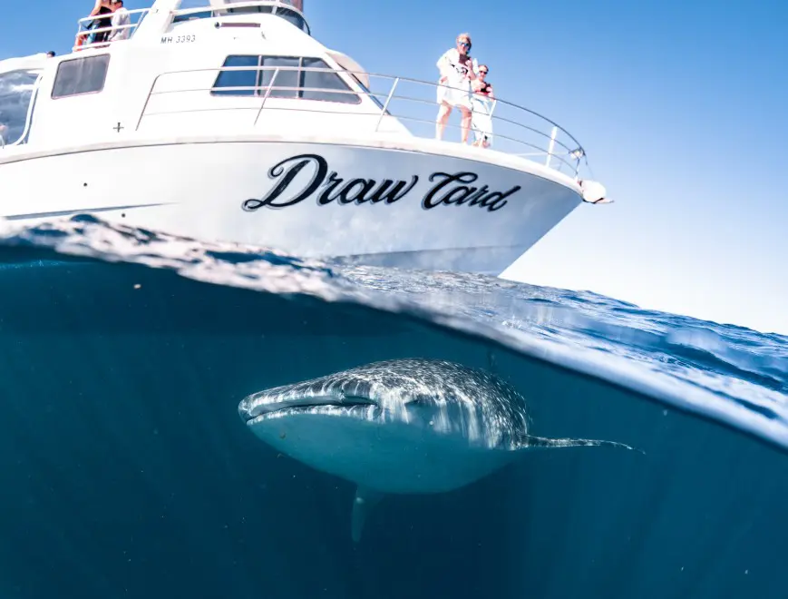 A large whale shark swimming under the water surface right next to the tour boat Draw Card in Exmouth, Western Australia