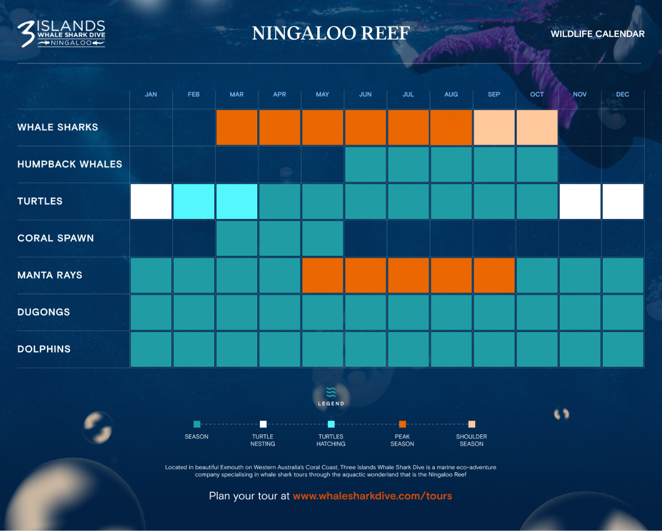 Updated Three Islands Whale Shark Dive - INFOGRAPHIC rev2.png Three Islands Whale Shark Dive - New Calendar