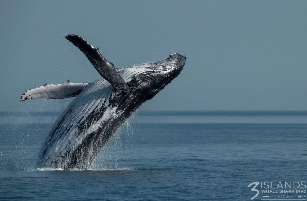 Why do Humpback Whales Breach