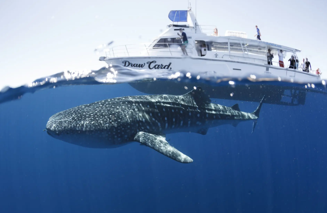 Best Time to Visit Ningaloo Reef ningaloo reef whale sharks marine wildlife during seasonal migration periods