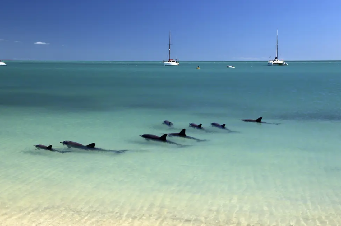 Dolphins – Ningaloo Marine Calendar Pod of dolphins swimming through shallow turquoise coastal waters