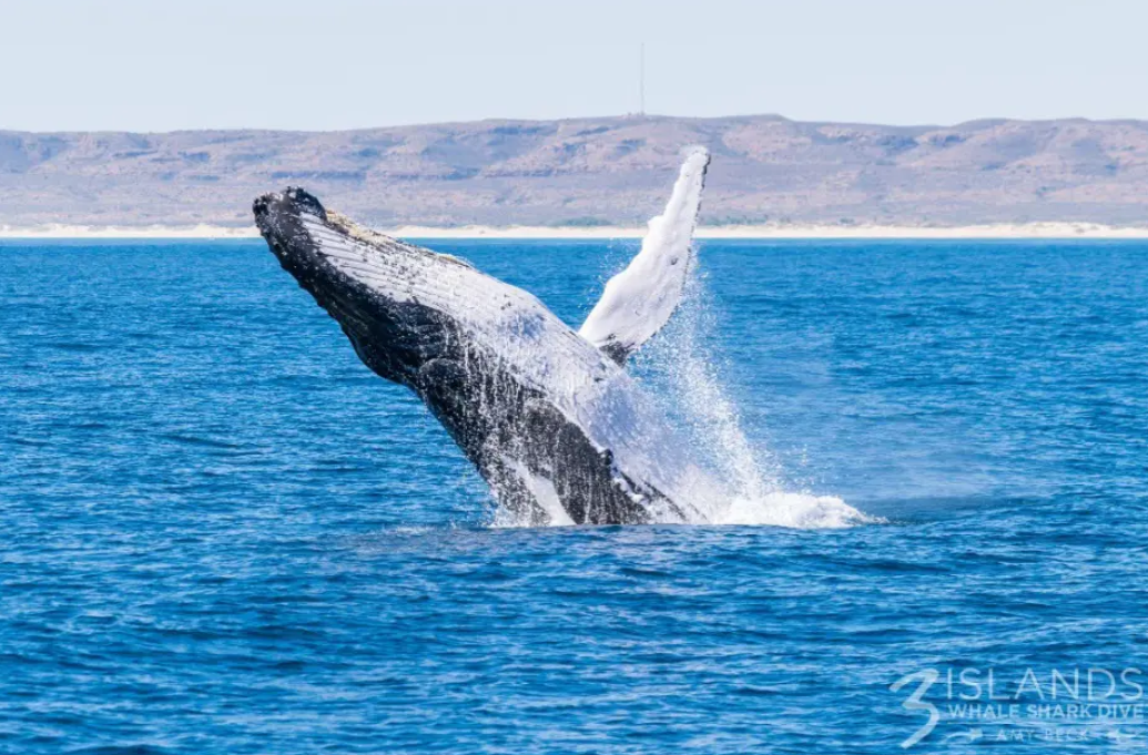 Humpback Whale at Ningaloo Reef Exmouth Humpback whale breaching from the ocean near Ningaloo Reef in Exmouth