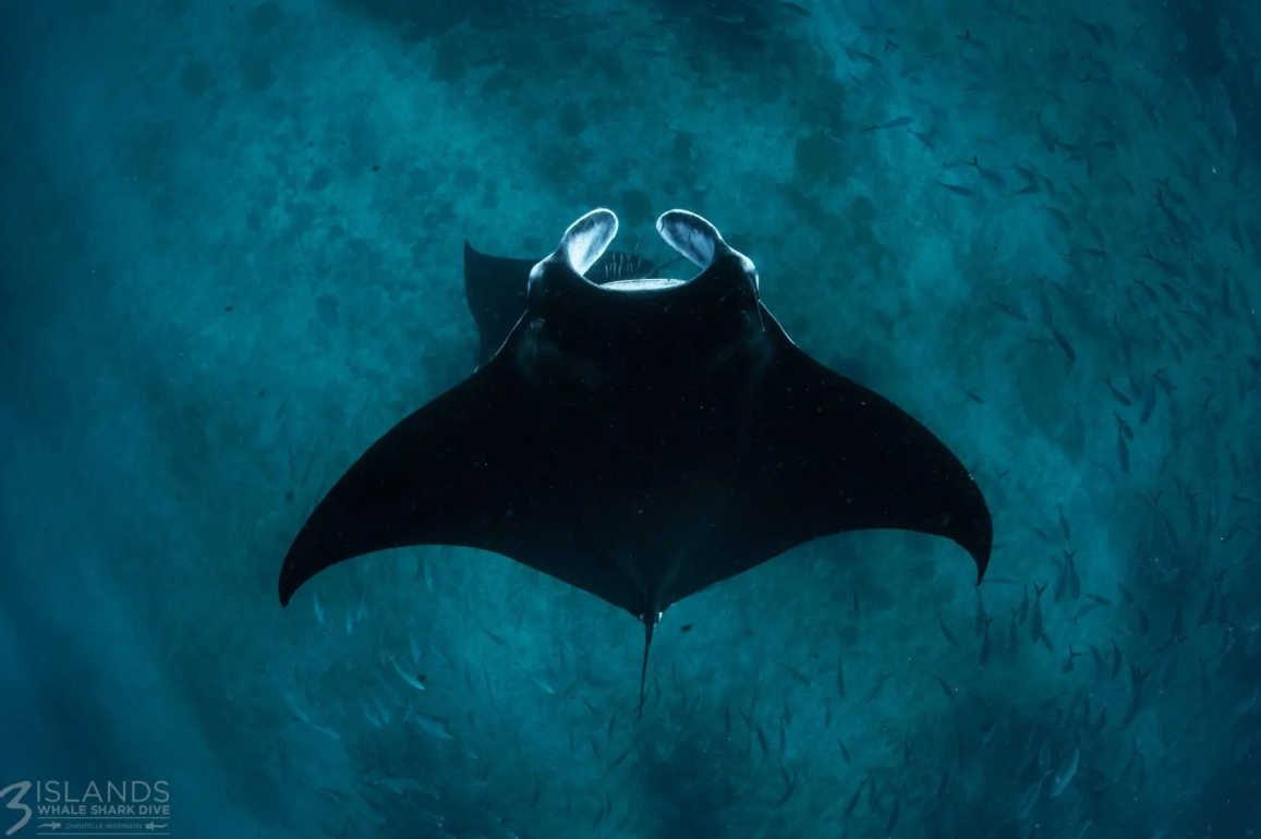 Manta Ray at Ningaloo Reef Exmouth Manta ray swimming above the reef in clear blue water