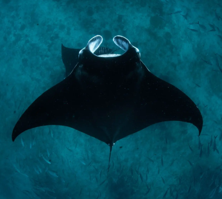 Manta Ray at Ningaloo Reef, Western Australia Manta ray swimming in the clear blue waters of Ningaloo Reef, Western Australia