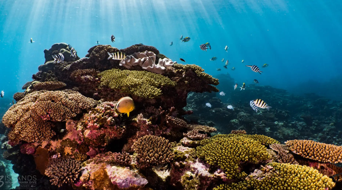 Marine wildlife in the clear waters of Ningaloo Reef Ningaloo Reef Wildlife and Marine Life